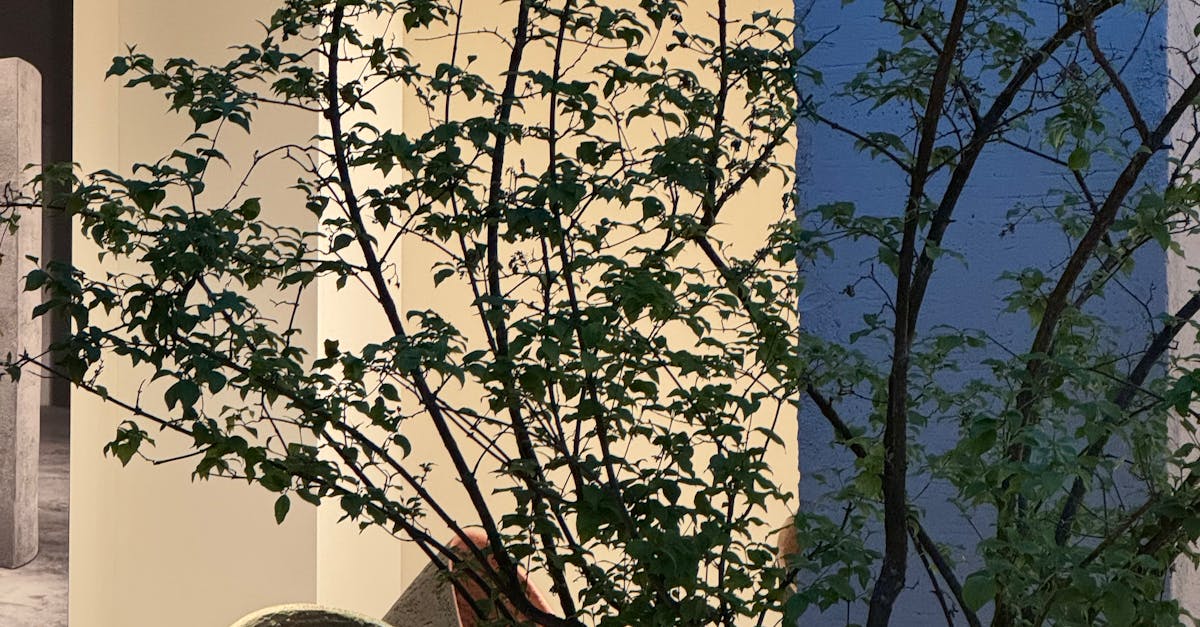 Embriyo Seçimi Nedir ve Neden Önemlidir?